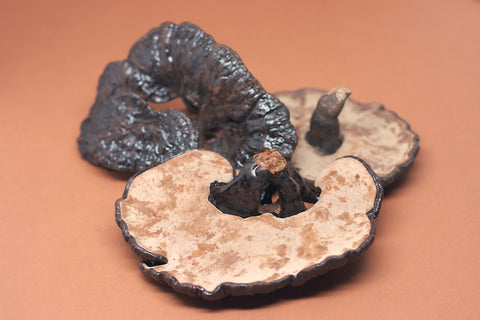 Ganoderma Mushroom